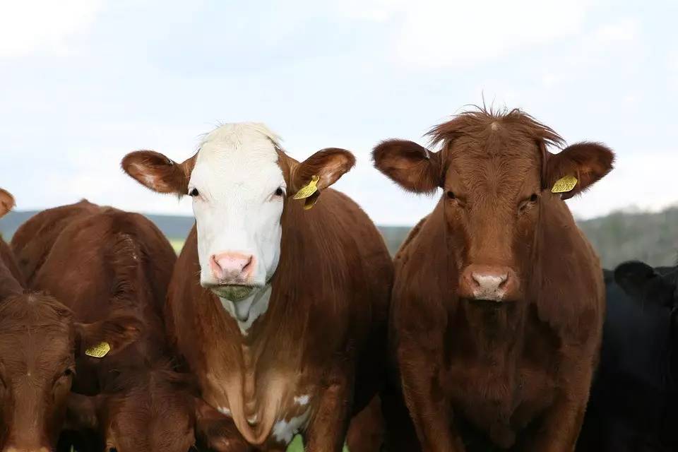 2017进口牛肉来源渠道及行情分析