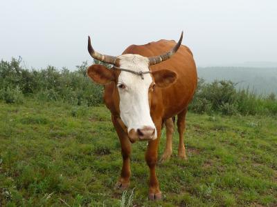 进口牛肉的分解与食用知道