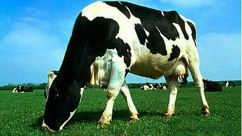 宁波获准屠宰进境活牛，每年十万头