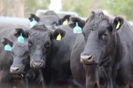 澳洲进口牛肉供应商——安格斯牛