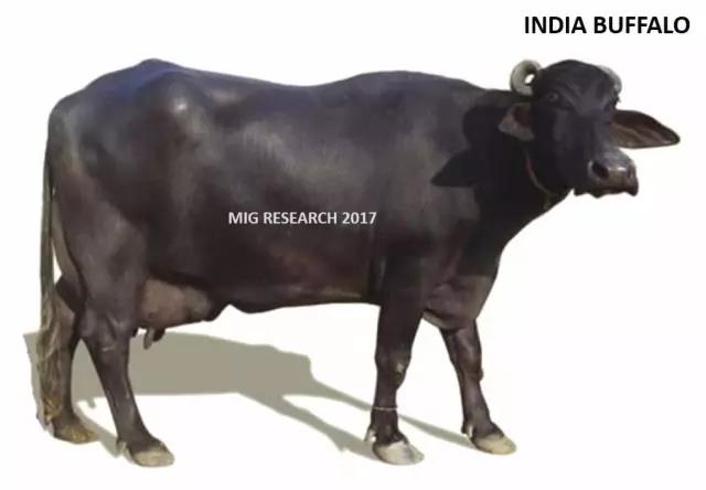 印度颁布屠牛禁令或将影响全球贸易