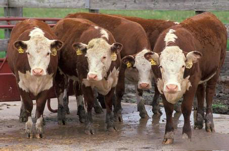 “肿块牛肉”事件恶化巴西牛肉输美暂停工厂增至13个